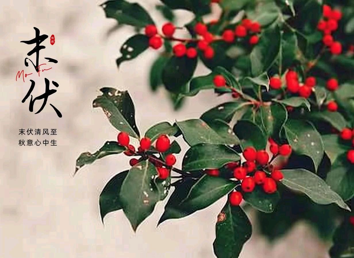【秋韵抒怀】黄元基//末伏吟（五首）（图3）
