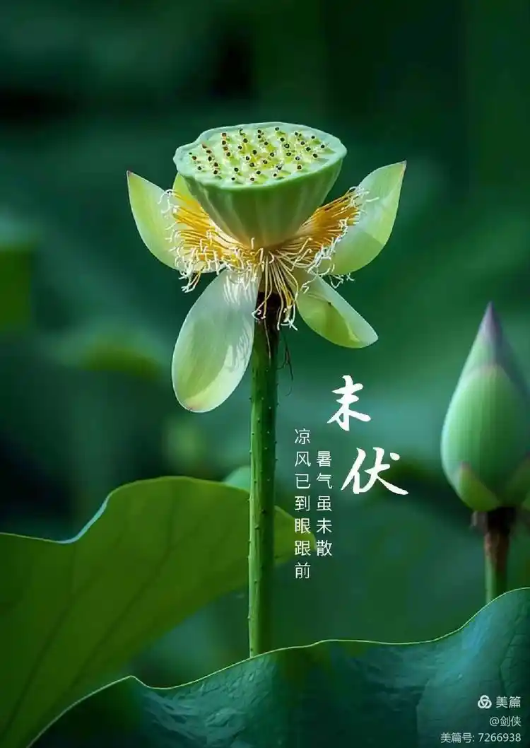末伏闲吟//作者//郑金波（图6）