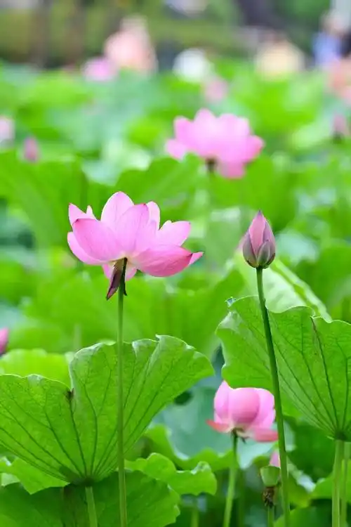 聆听 ‖ 清婉朗诵《荷塘浅秋》作者/五彩云霞（图5）
