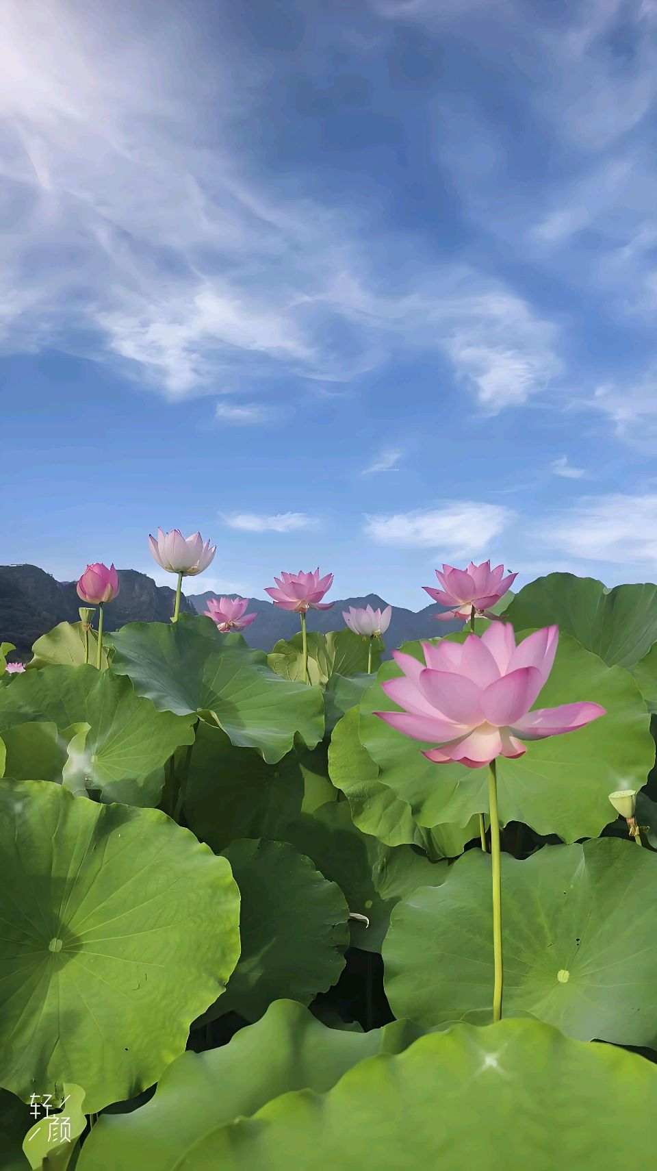 北京古塔读书会 ‖ 同题诵读《荷塘浅秋》作者/五彩云霞 朗诵/北京古塔读书会朗读者（图15）