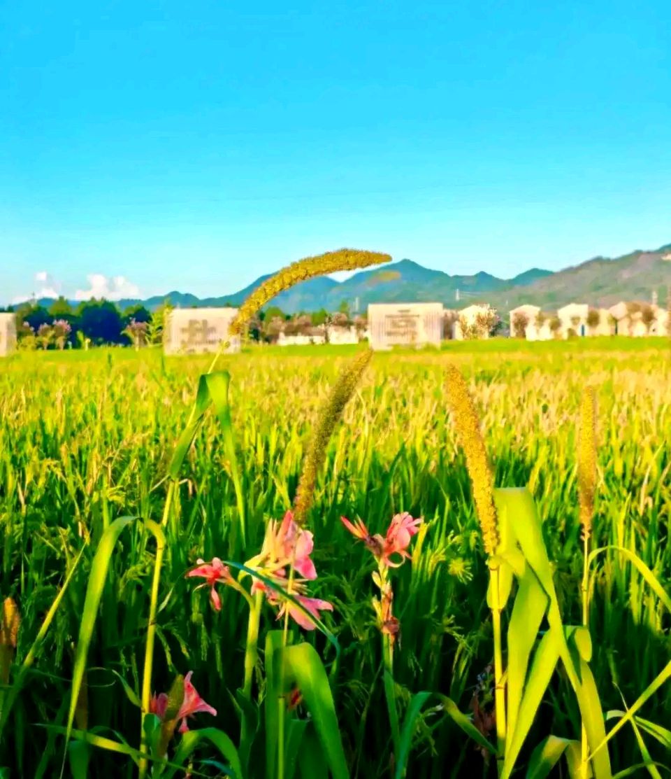 [北京头条]佛山诗词心之旅文学社精选特刊《初秋之韵》（图10）