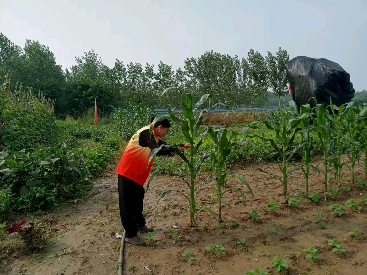 调研大棚产业 助力毛豆增收（图2）