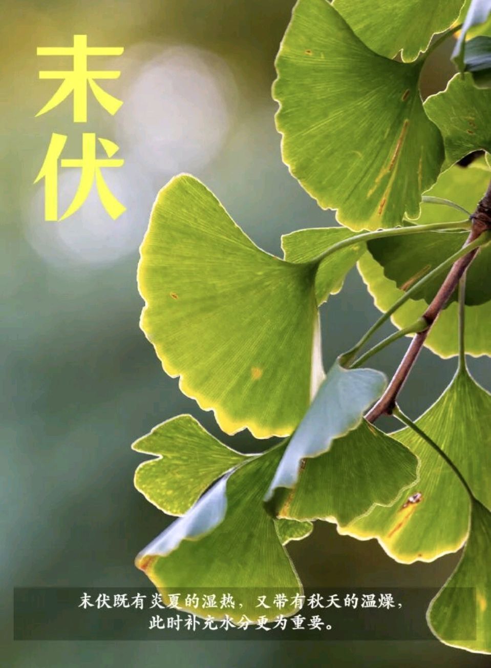 【旗舰版】末伏有感 一一依韵刘立荣会长《末伏吟》文/柳影居士万先瑾（图3）