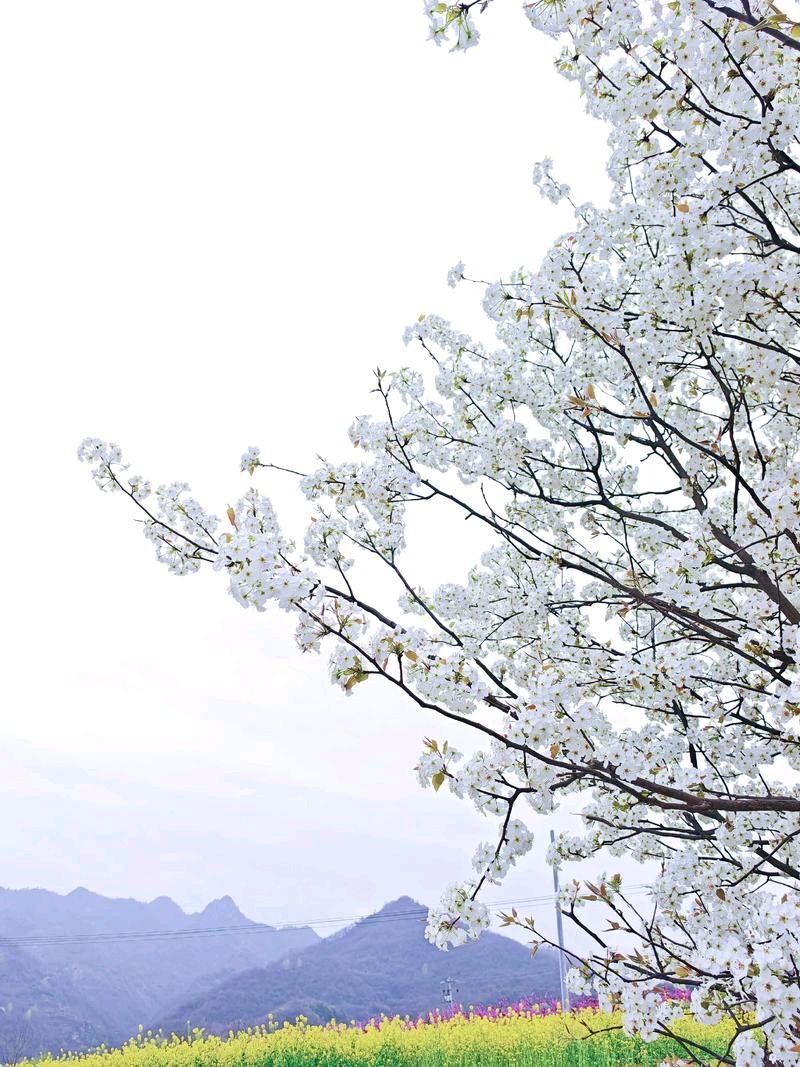 歌唱家郭兰英逝世 文/广远（图2）