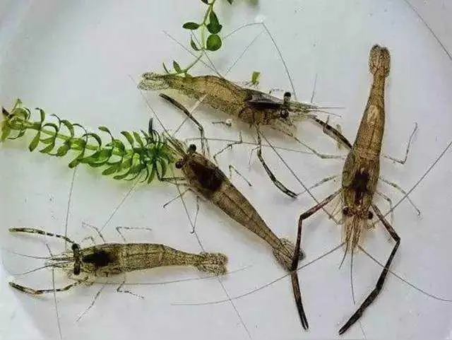 微型散文诗《浅滩虾影》（图3）