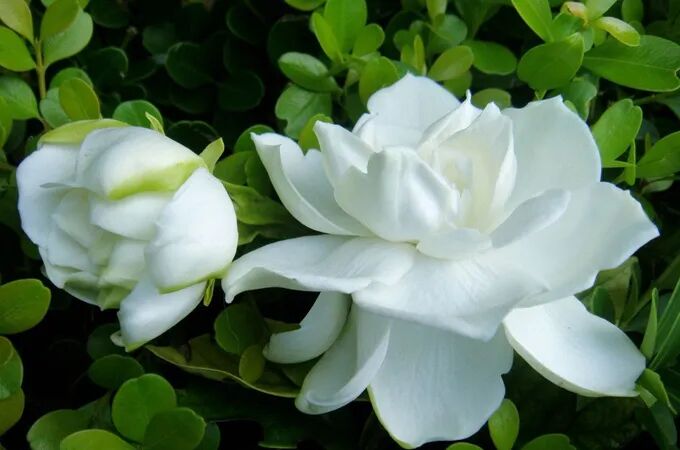 鲜花常识:栀子花的花语:永恒的爱与约定 - 好花网