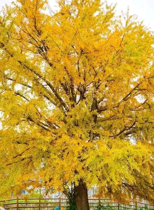 《跳出非黑即白，学会灰度思维》文/田彬——名家作品（图2）