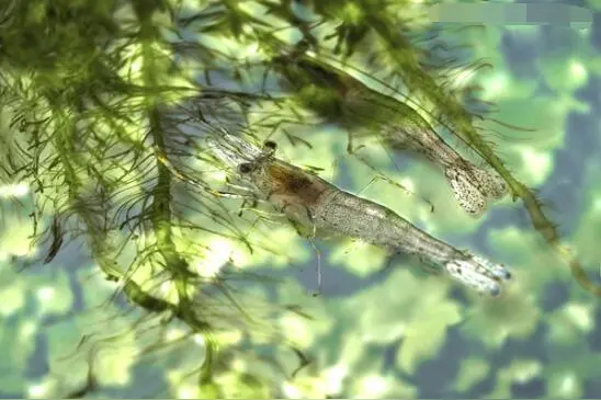 微型散文诗《浅滩虾影》