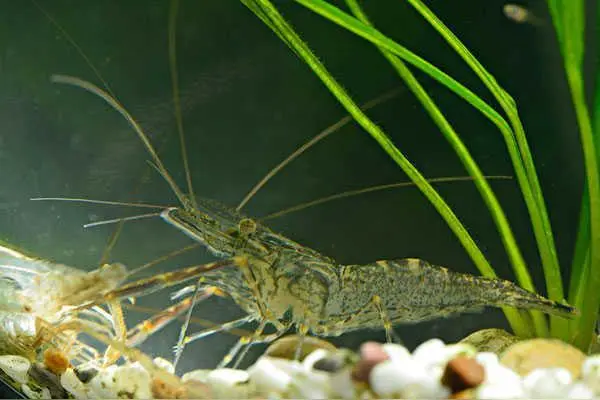 微型散文诗《浅滩虾影》（图2）