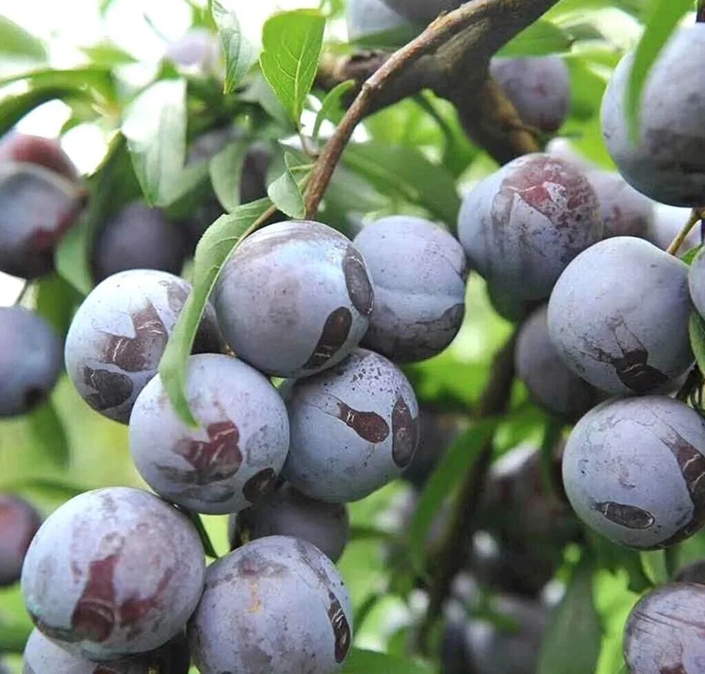 黑布林摄影图__水果_生物世界_摄影图库_昵图网