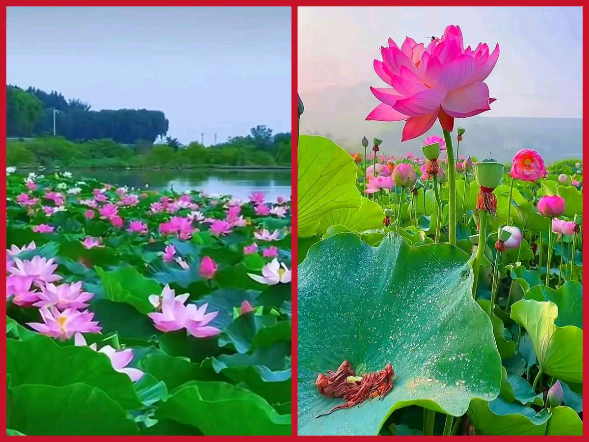 【重磅推出】鲁坡//五律•郊隅感时+七律•新秋漫咏～长安秋望[励志名言警句]系列作品展（图6）