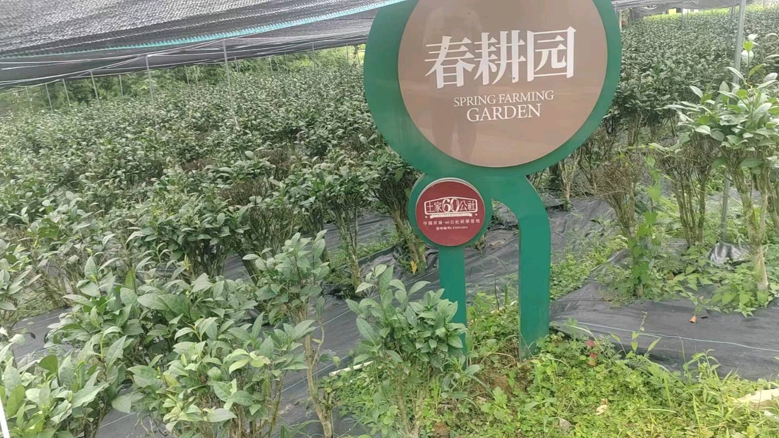 诵云中鹤/文金色中国：《土家60公社》（图5）