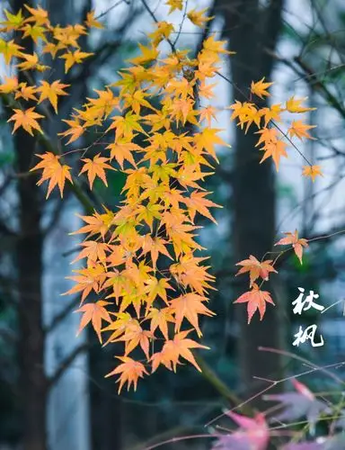 聆听 ‖ 向明朗诵《又到深秋叶落时》作者/马文振（图6）
