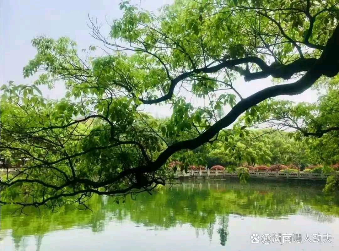 【荣耀中国】文学社*五言排律·怀夏作者/李德政(安康)(图5)