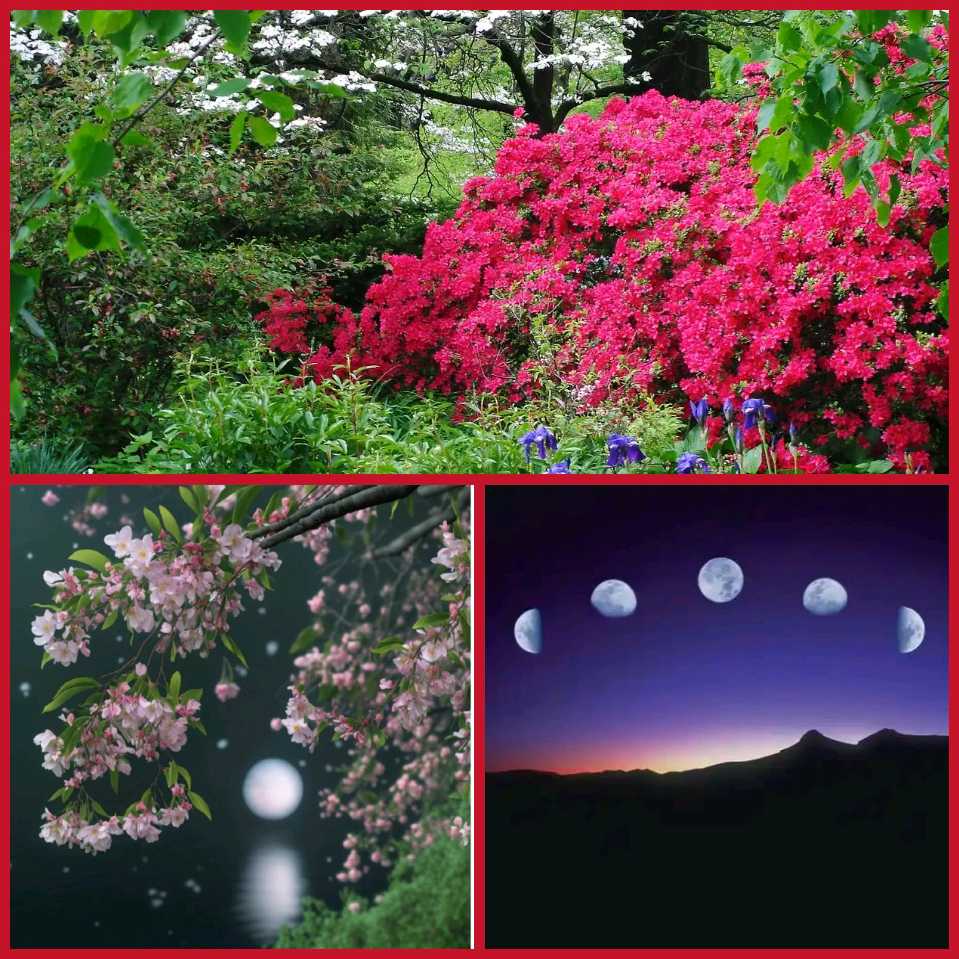 【重磅推出】昨夜天//月圆月缺 今年花红胜旧年（图4）