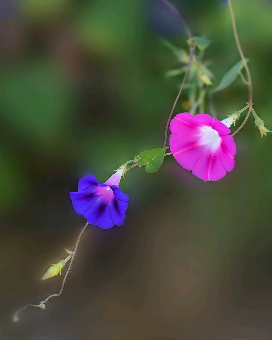 【当代文艺】《颂那牵牛花》作者：王洪江（图4）