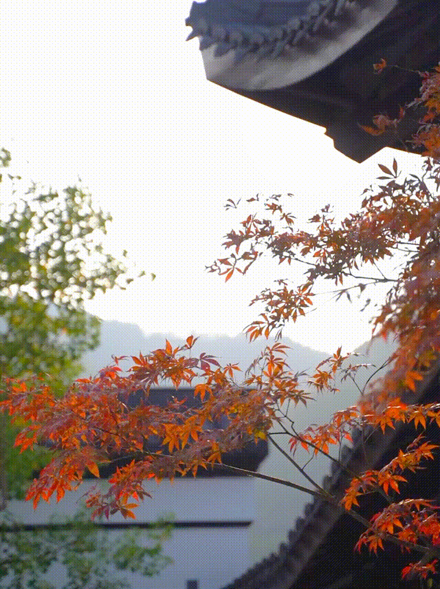 国风总社303‖秋咏-3 北京头条(图20)