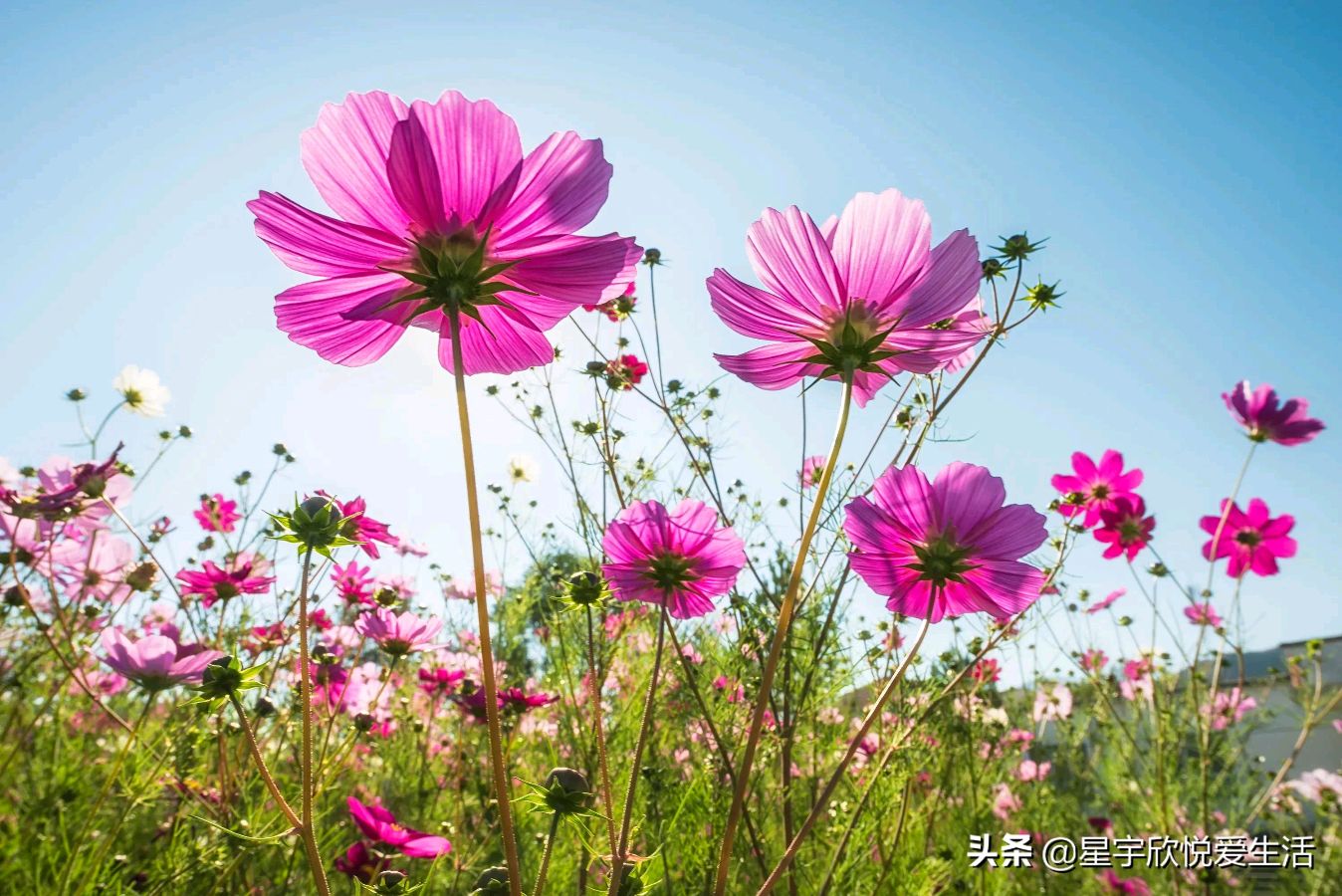 微型散文诗《幸会格桑》