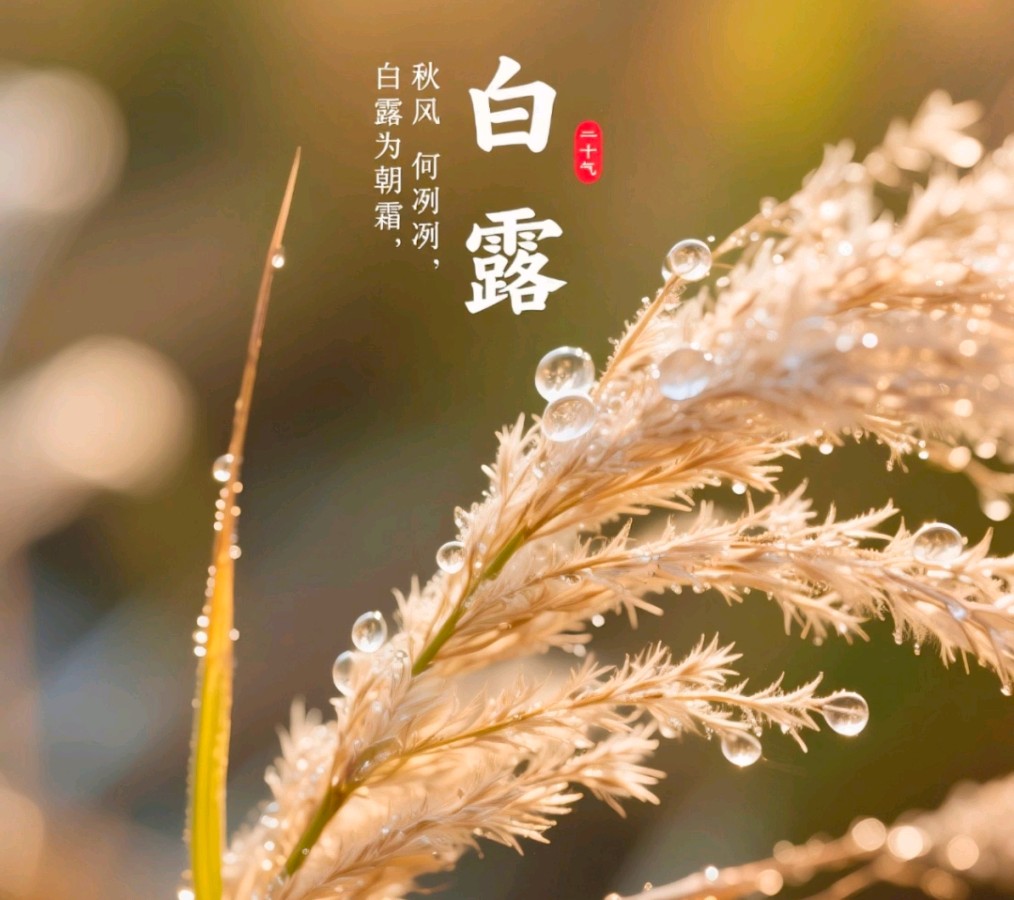 《白露凝霜》文/李智环（图3）