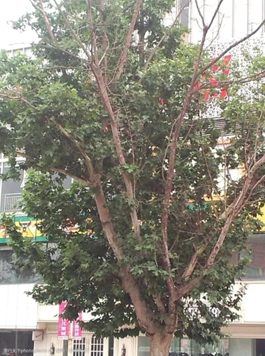 我家的梧桐树
