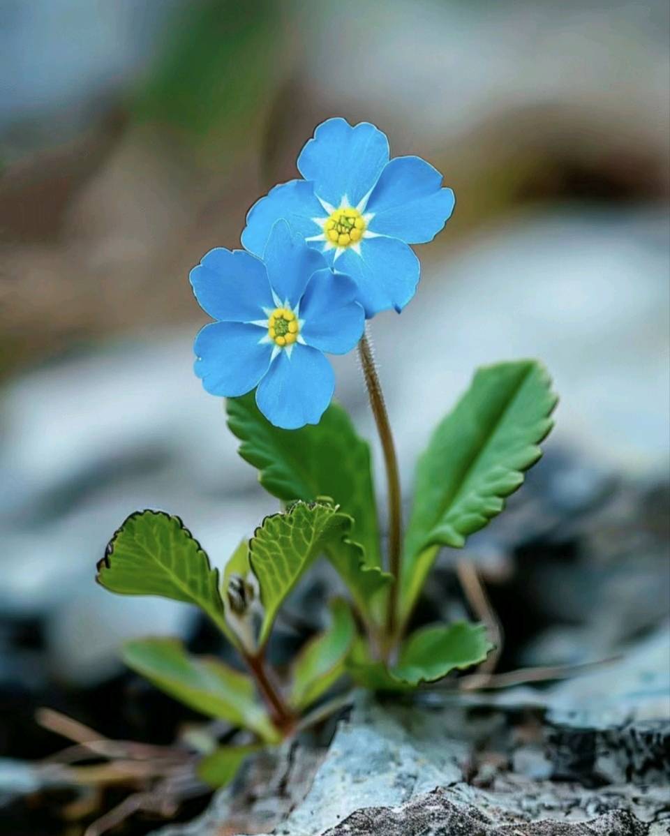 郑红菊（书鸾眷影）《做一朵小花》诵读：阳光丽人（图4）
