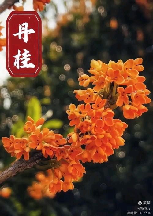 请欣赏《丹桂飘香》作者/吕福海 主播·编辑/一个人【中国长江文学社】有声文学平台【第19736期】（图3）