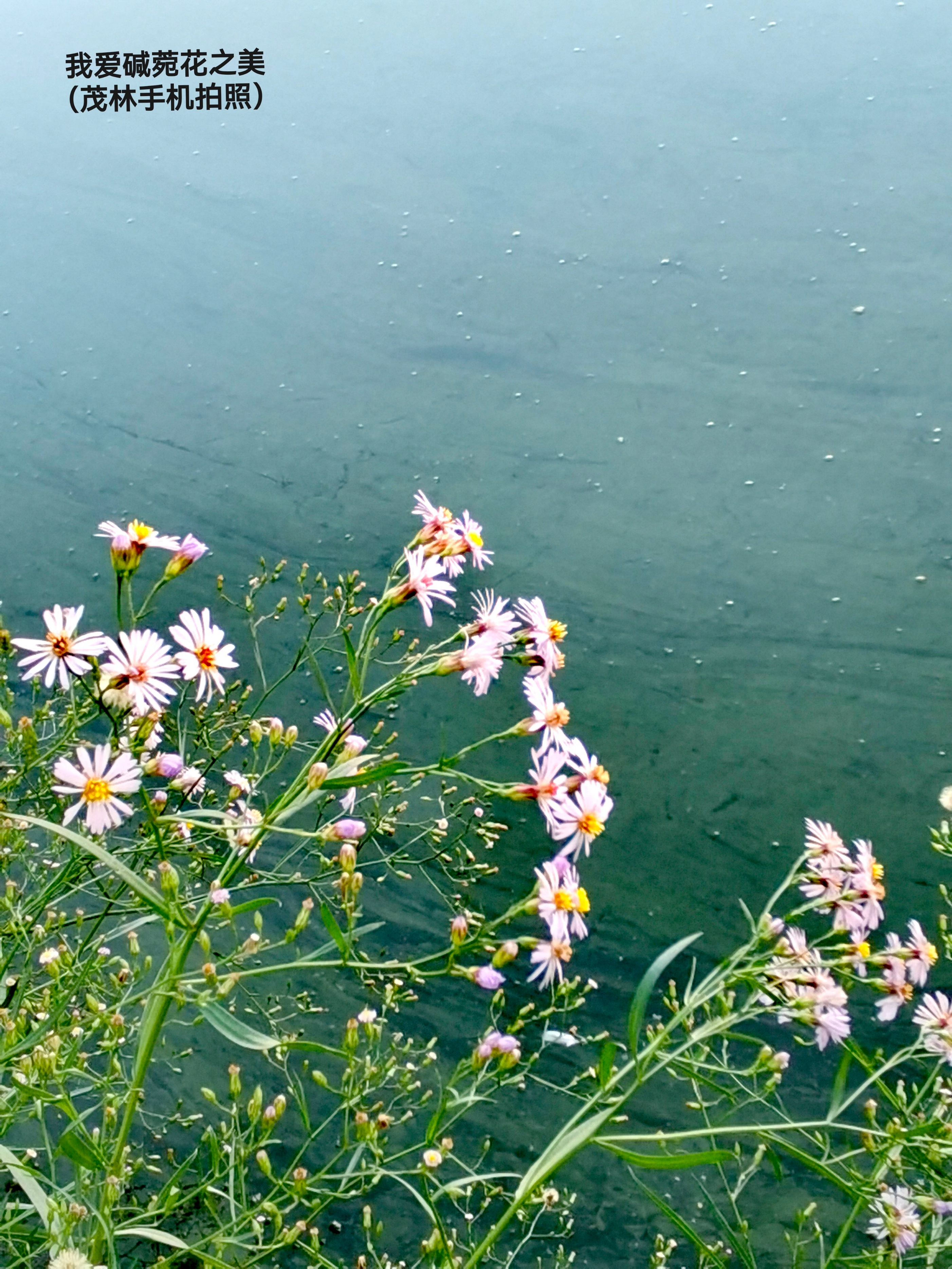 水墨·心象 | 席英 舒怡：当国画底蕴遇上手机镜头—— 徐茂林手机摄影赏析（图13）