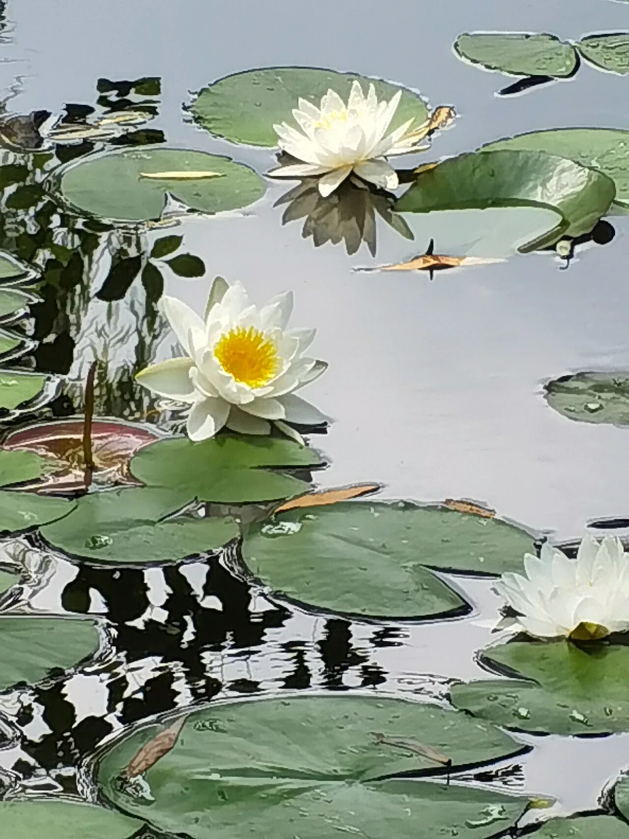 水墨·心象 | 席英 舒怡：当国画底蕴遇上手机镜头—— 徐茂林手机摄影赏析（图3）