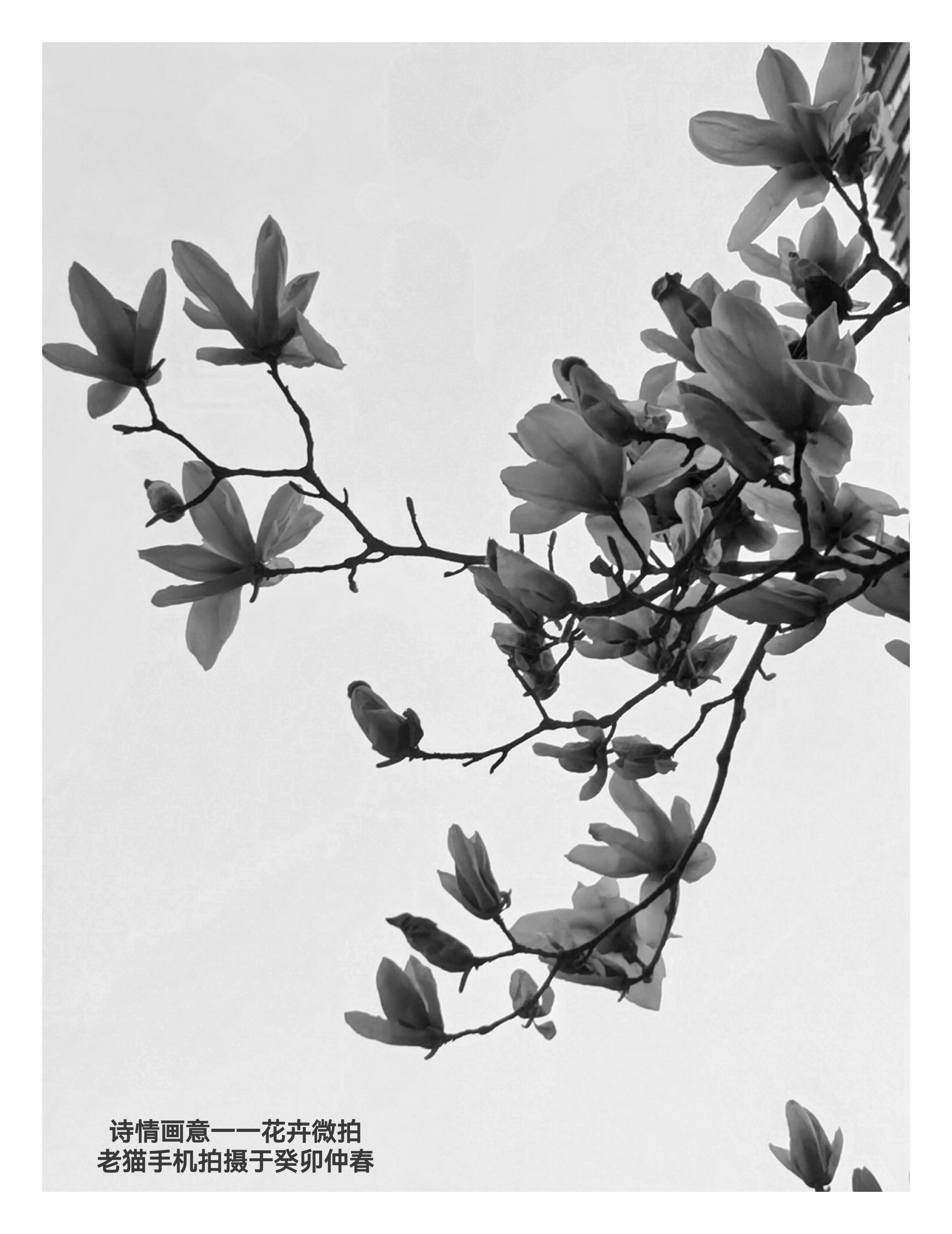 水墨·心象 | 席英 舒怡：当国画底蕴遇上手机镜头—— 徐茂林手机摄影赏析（图9）