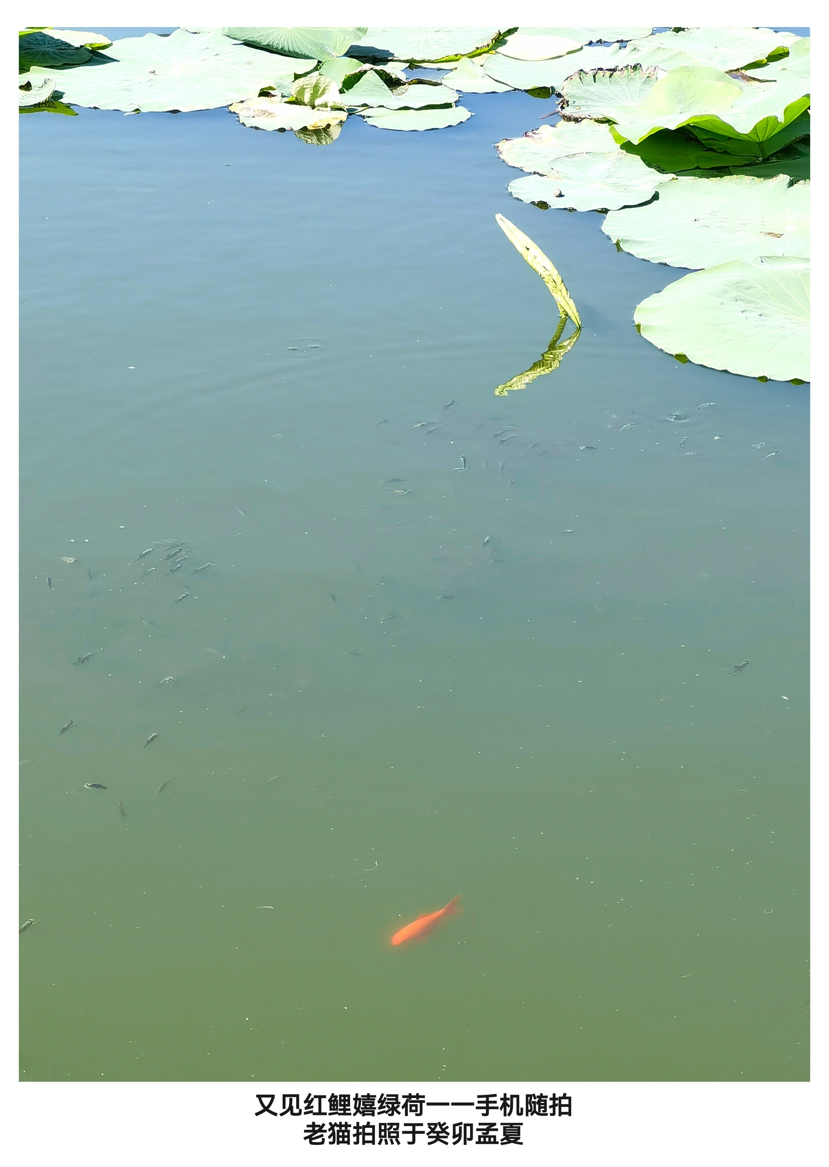 水墨·心象 | 席英 舒怡：当国画底蕴遇上手机镜头—— 徐茂林手机摄影赏析（图4）
