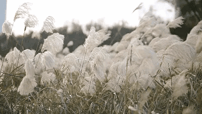 微型散文诗《芦花赴秋》