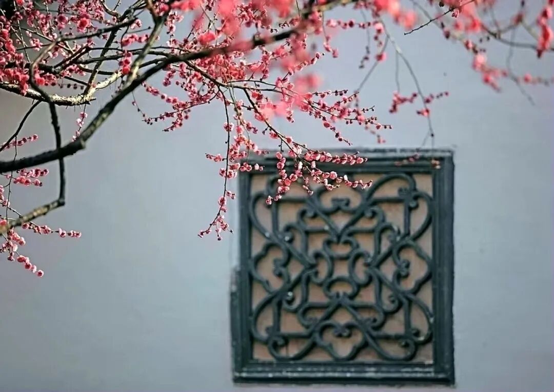 红梅初绽春又来 花香鸟鸣好时节——万荣耀摄影__财经头条