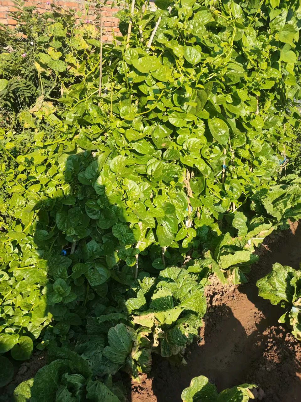 管恩荣：【游览恩好（梦飞）小菜园随感】（图2）
