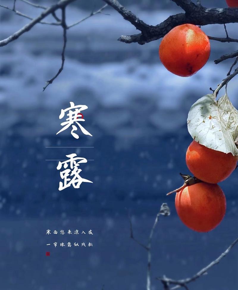 今日寒露,