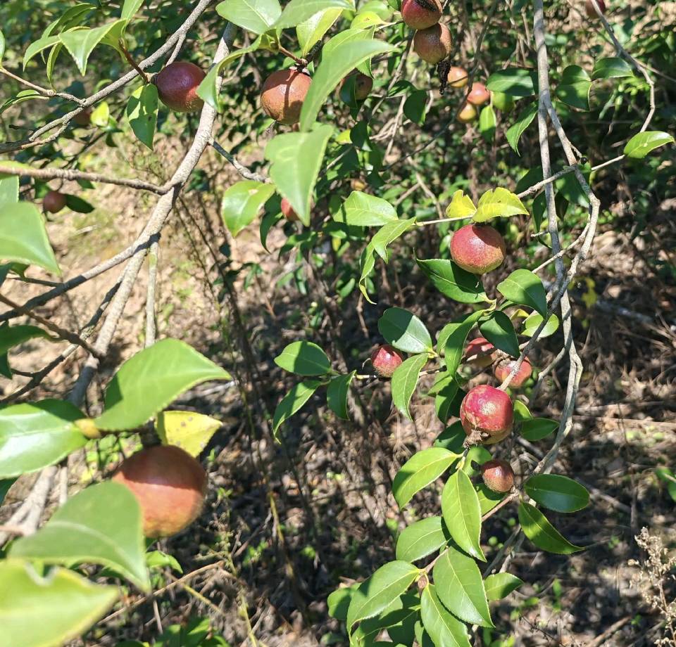 钟爱群(湖南):喜油茶籽丰收(图4)