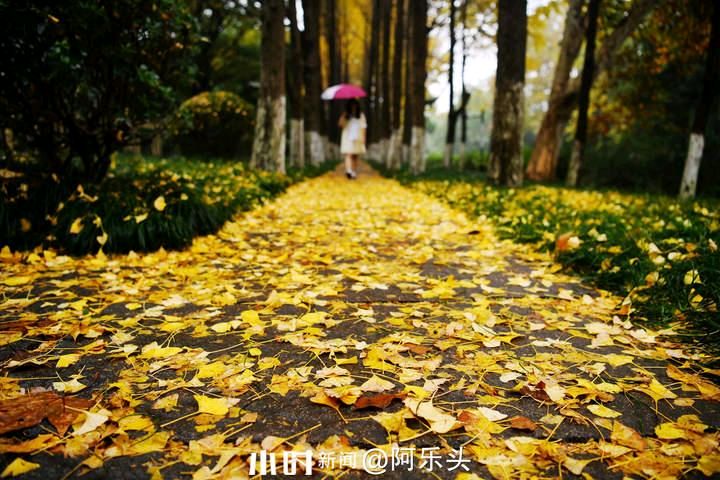 潘军《江城子 重阳》||诵读：梅子思秋