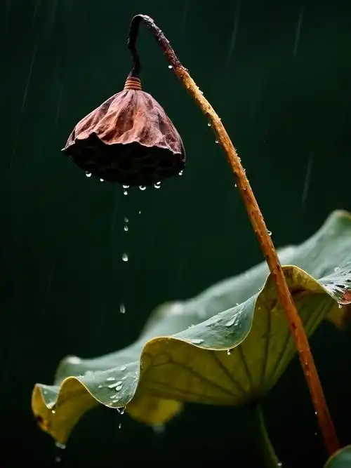 任淑芹《风雨中，那些残荷》||诵读：于蕾