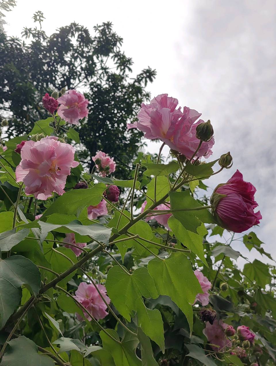华南植物园游（之三）浣溪沙 . 木芙蓉/江冲
