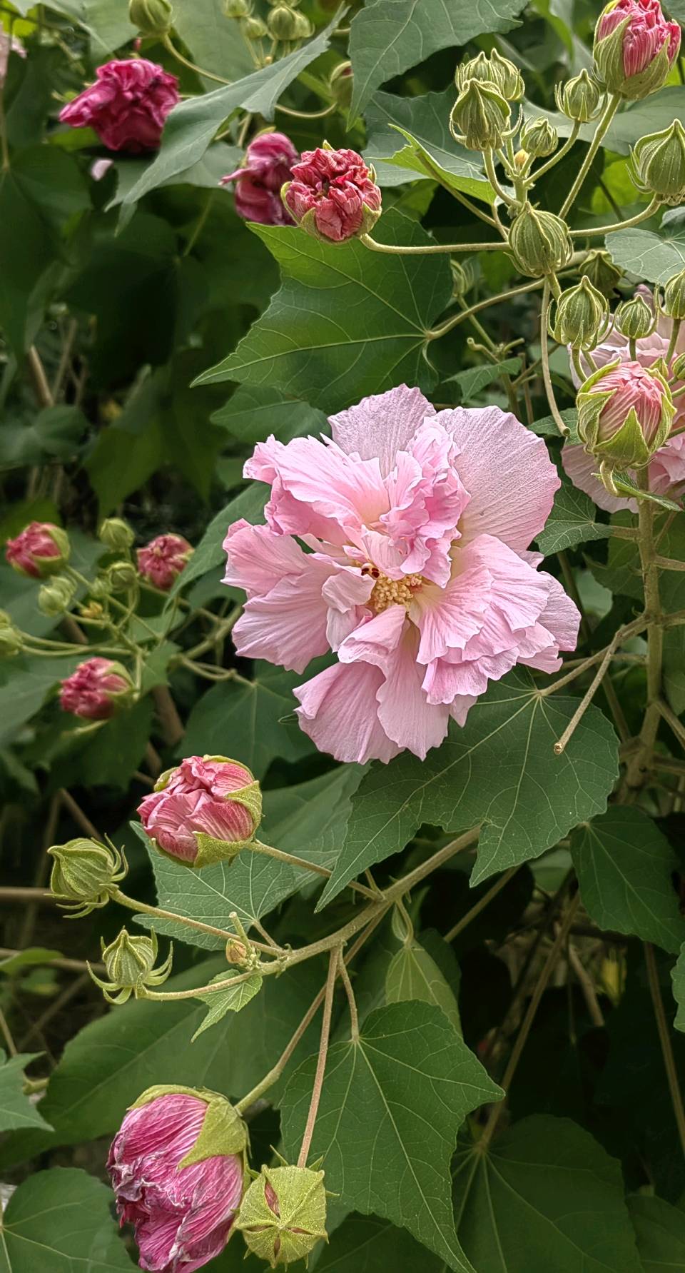 华南植物园游（之三）浣溪沙 . 木芙蓉/江冲（图2）