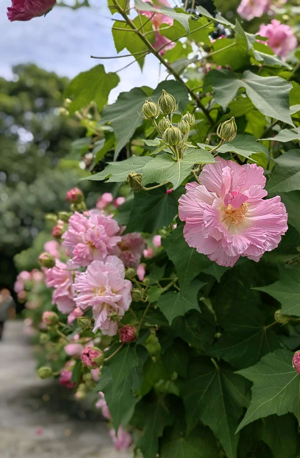 华南植物园游（之三）浣溪沙 . 木芙蓉/江冲（图3）