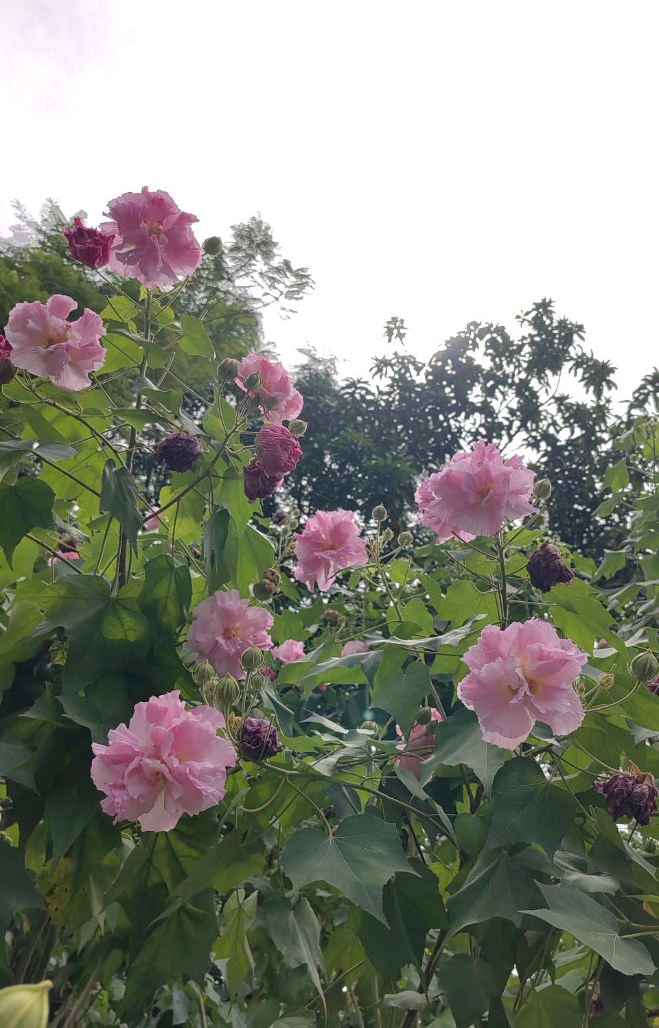 华南植物园游（之三）浣溪沙 . 木芙蓉/江冲（图5）
