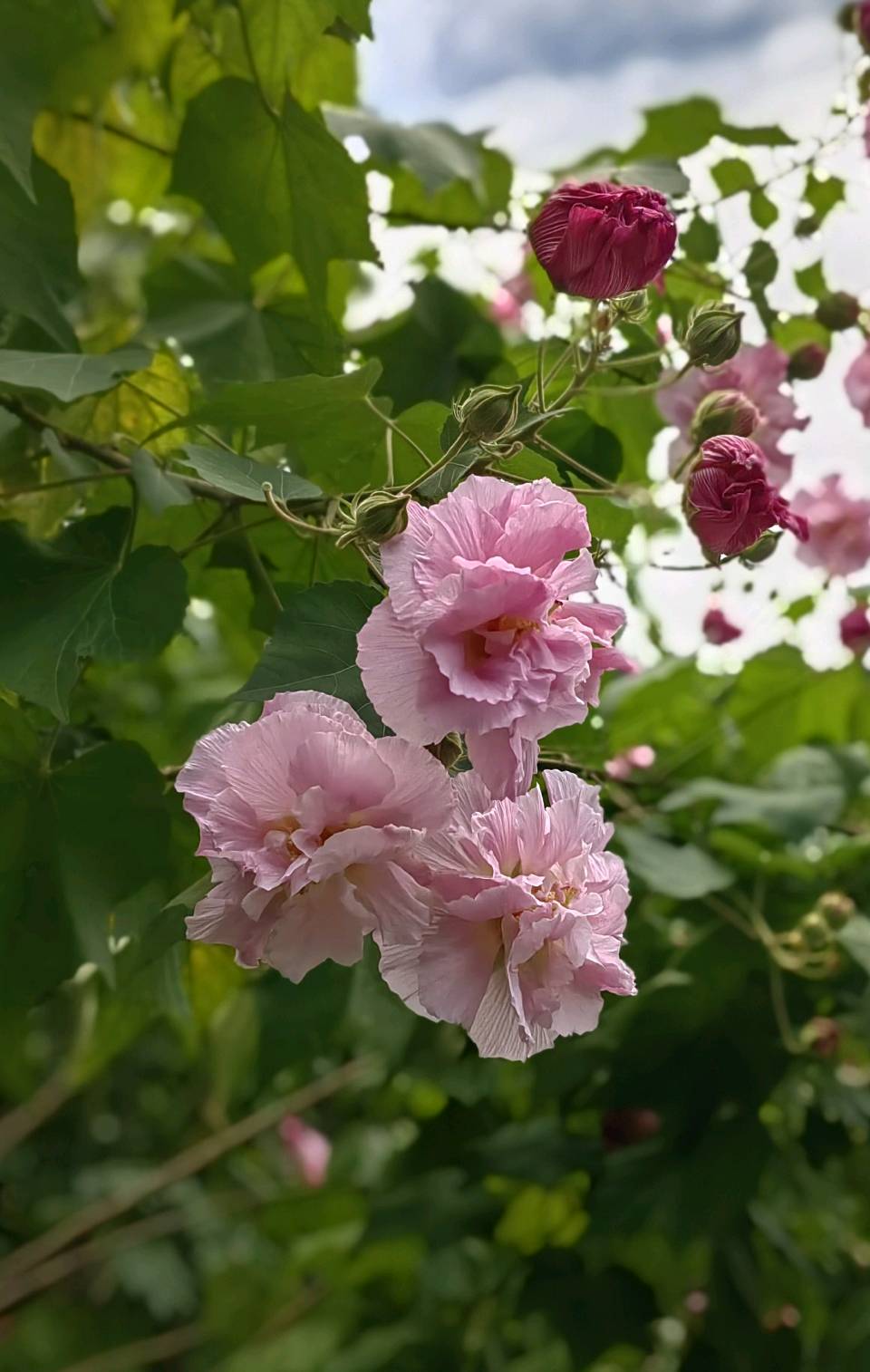 华南植物园游（之三）浣溪沙 . 木芙蓉/江冲（图7）