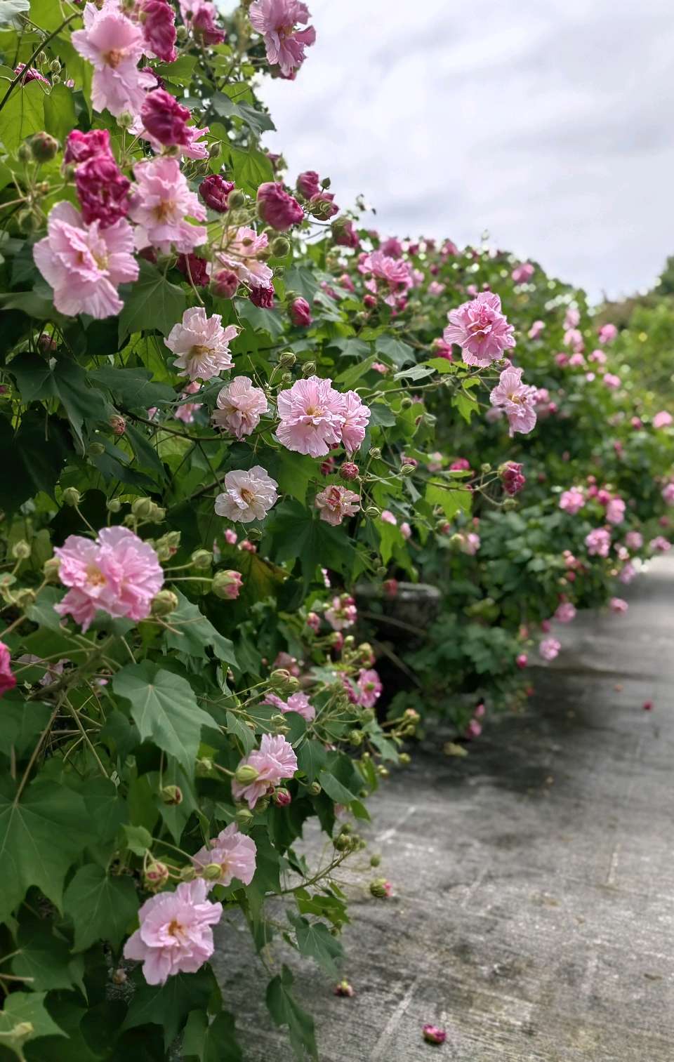 华南植物园游（之三）浣溪沙 . 木芙蓉/江冲（图8）