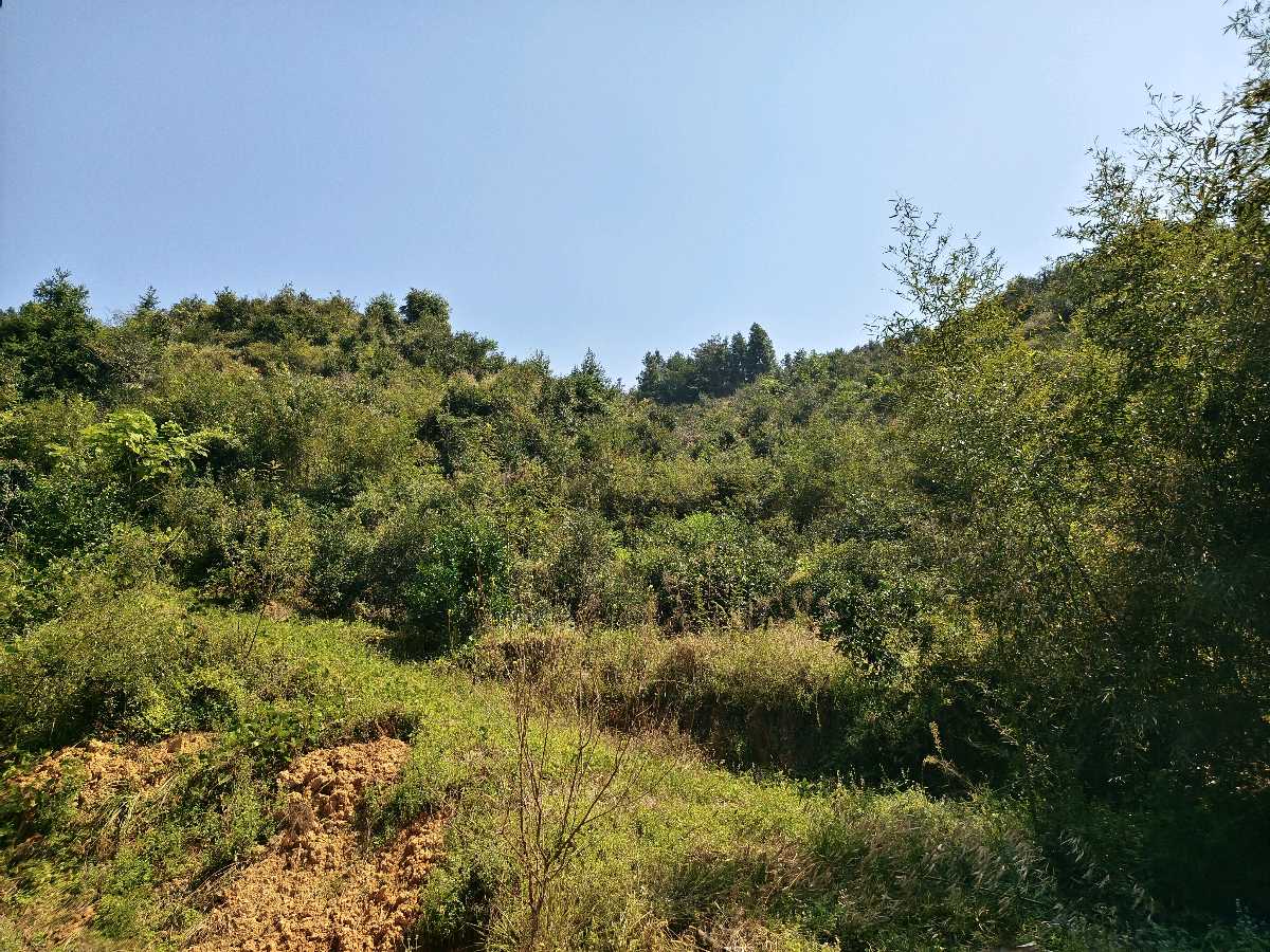 山茶油香飘龙回山(图3)