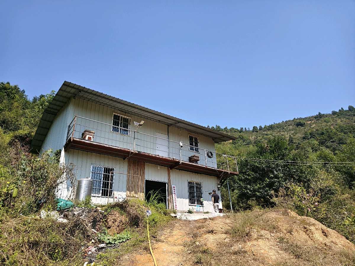 山茶油香飘龙回山
