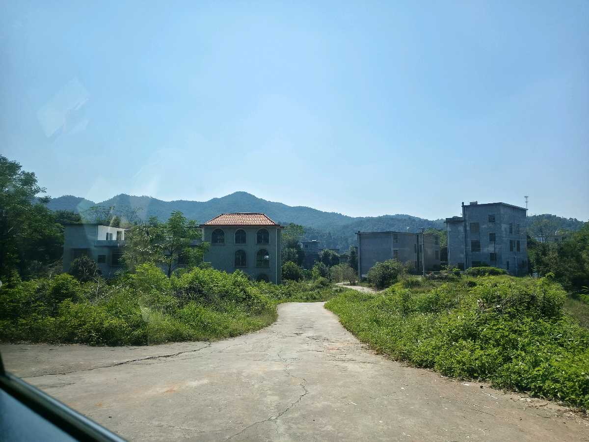 山茶油香飘龙回山(图6)