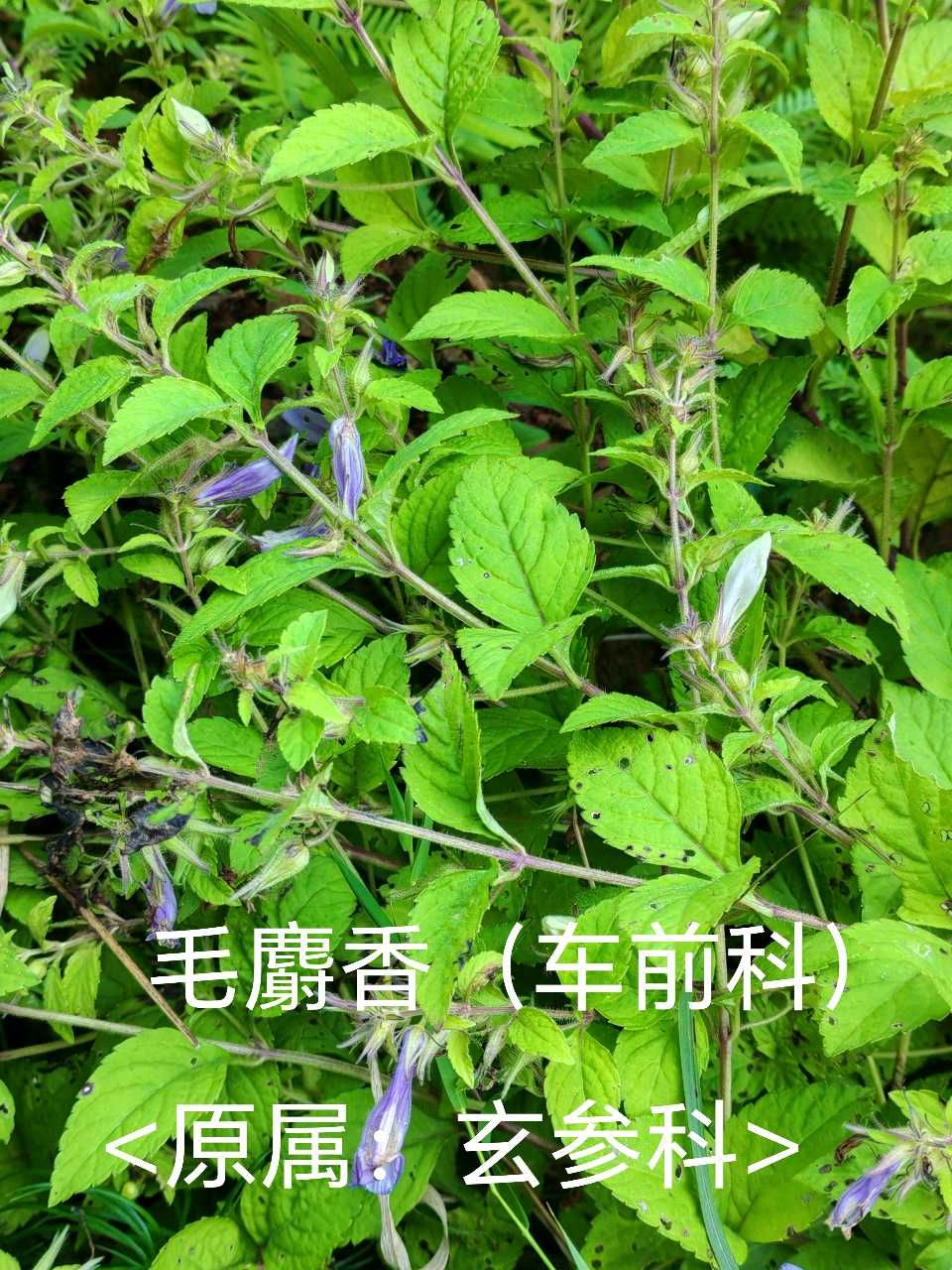 毛麝香（大余本草·植物系列）