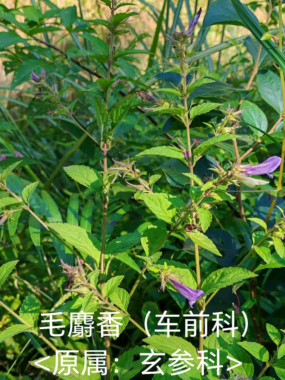 毛麝香（大余本草·植物系列）