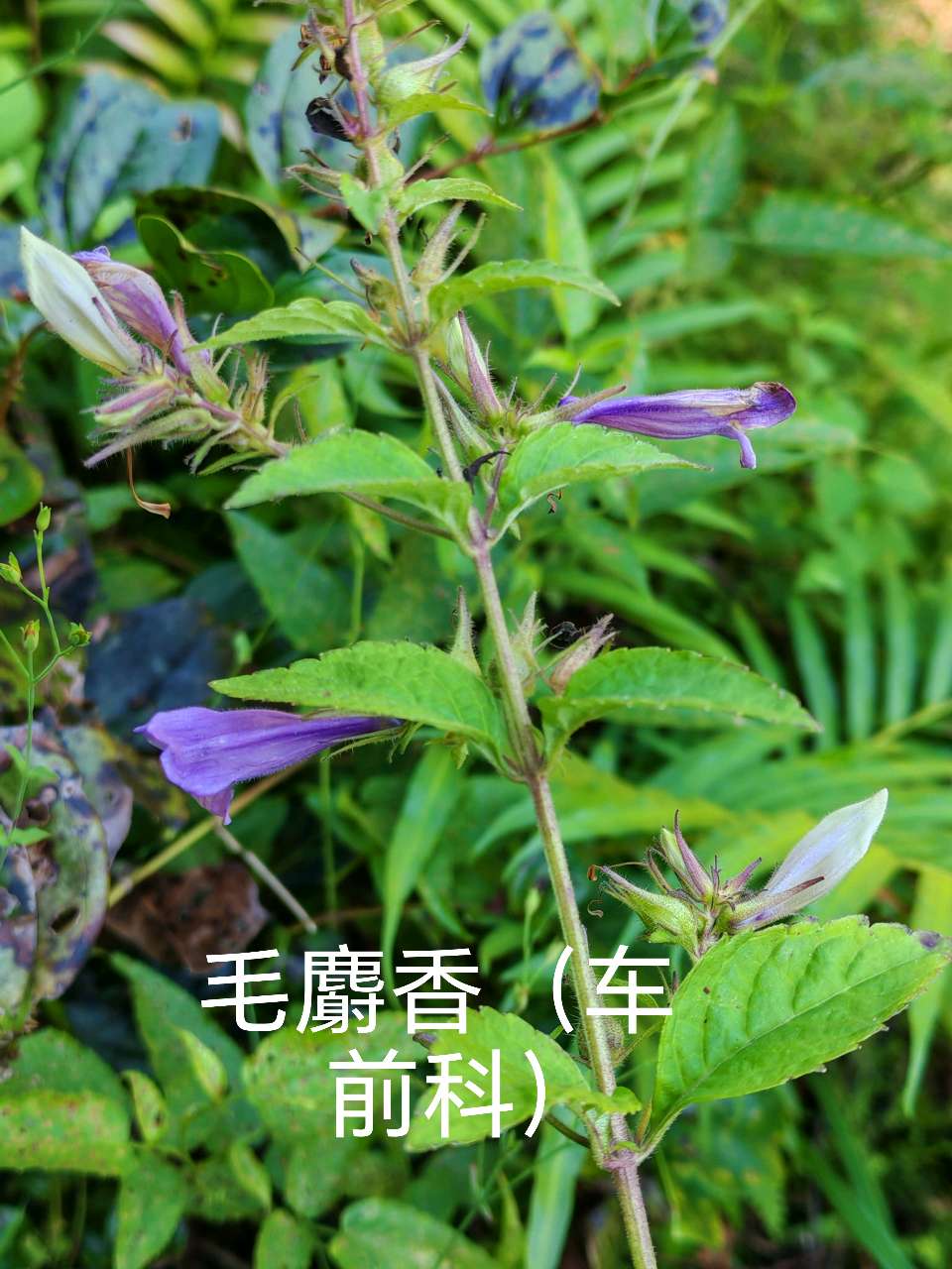毛麝香（大余本草·植物系列）
