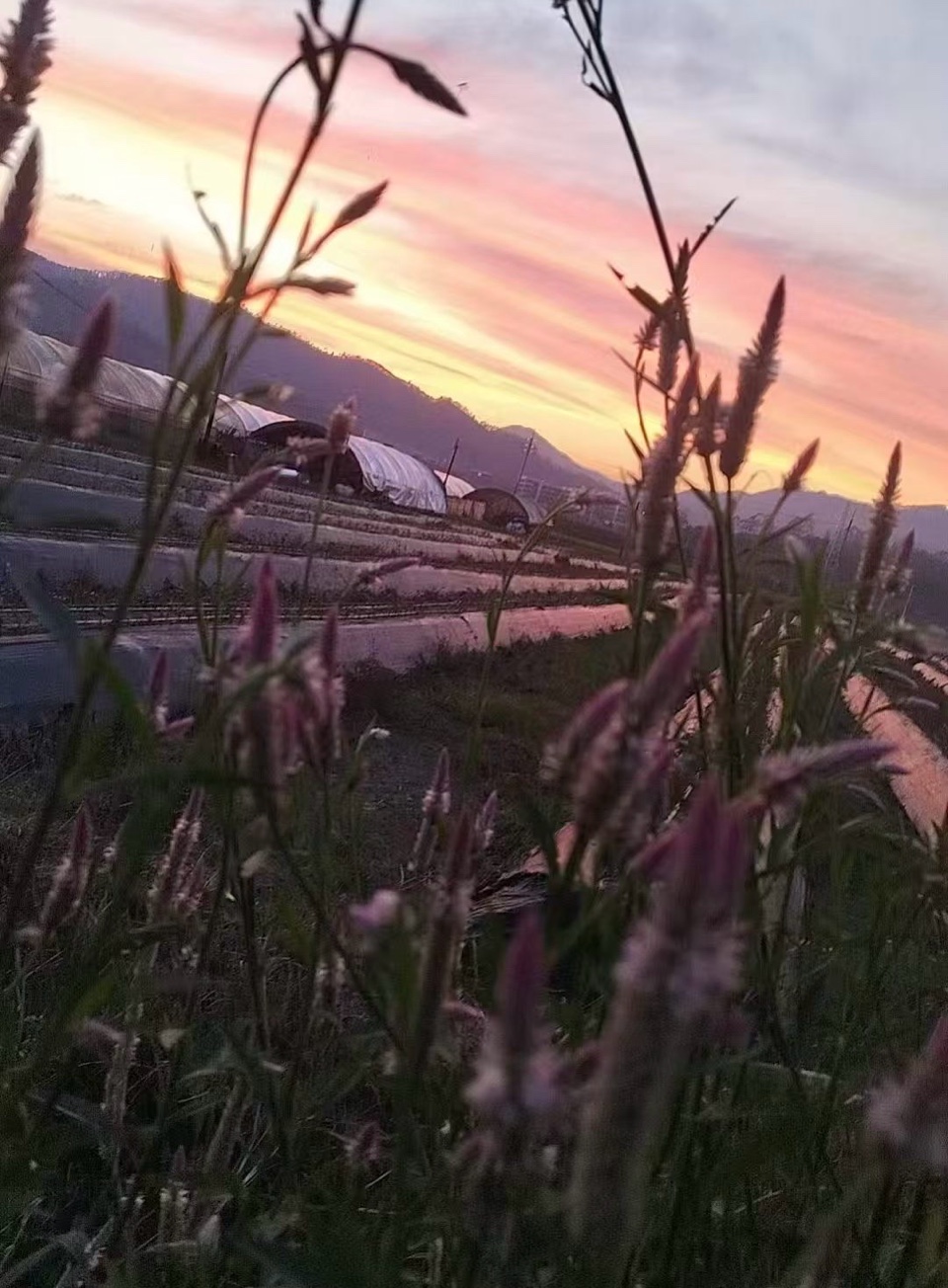 ［佳作欣赏］夕阳与凤尾草的故事（外一首）//文/王喜生